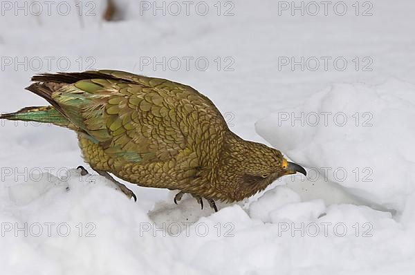 Kea