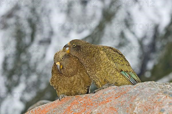 Kea