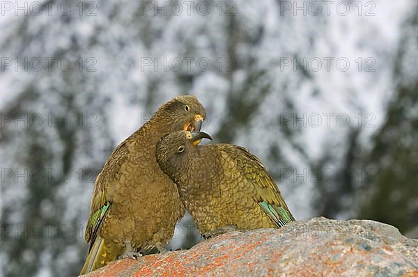 Kea