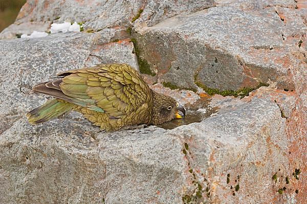 Kea