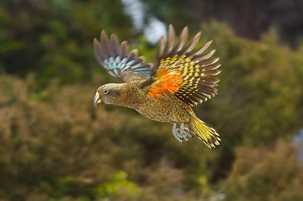 Kea