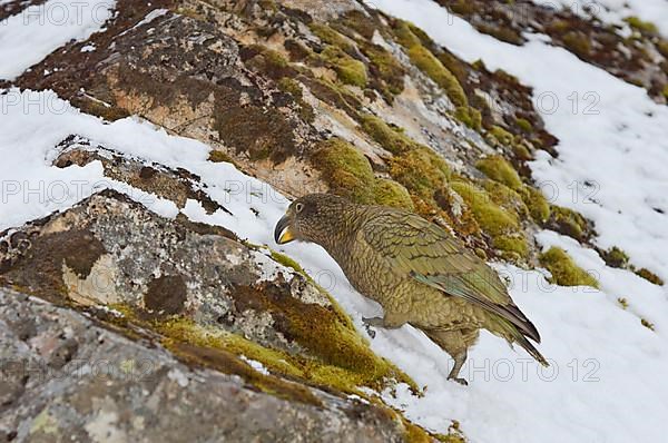 Kea