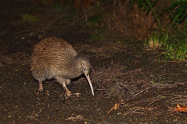 Kiwi