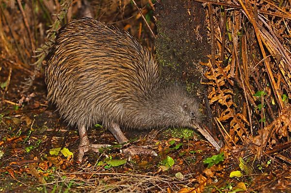 Kiwi