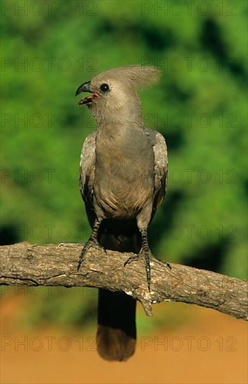 Grey Go-away-bird