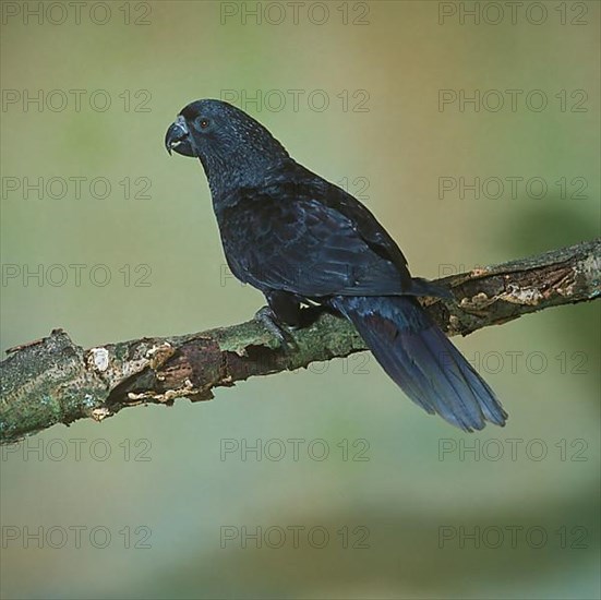 Black lory