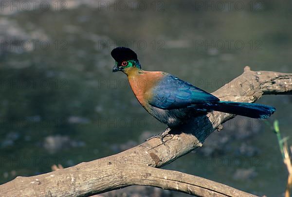 Purple-crested turaco