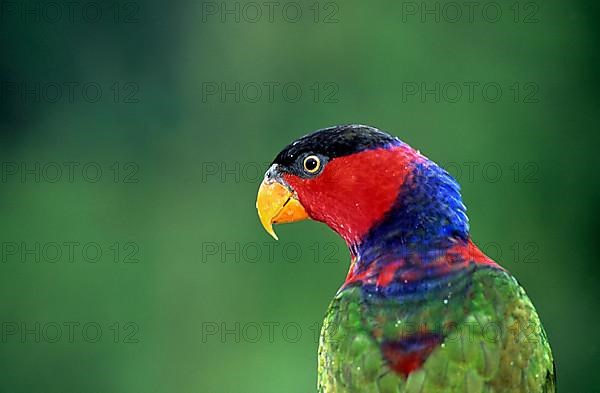 Black-capped lory