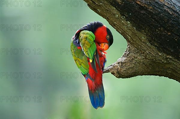 Black-capped lory