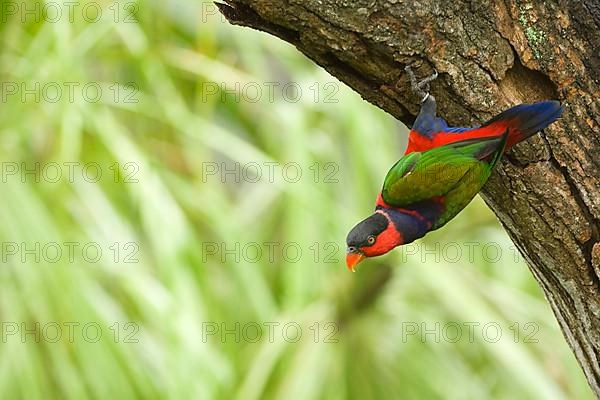 Adult black-capped lory