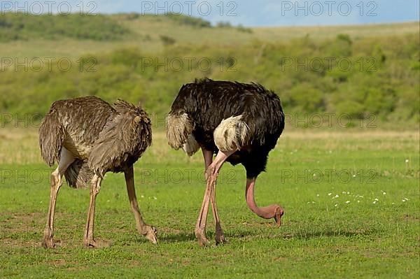 Common ostrich