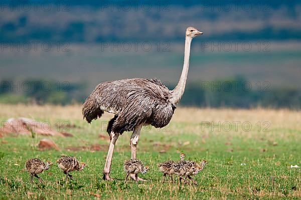 East African masai ostrich