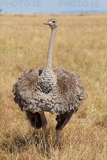 Common ostrich