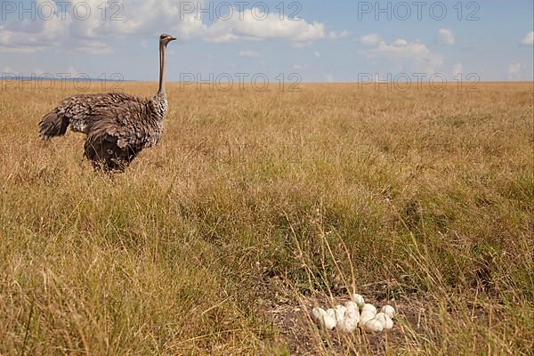 Common ostrich