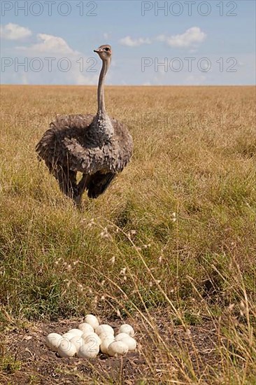 Common ostrich