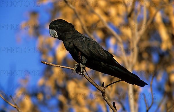 Red-tailed black cockatoo