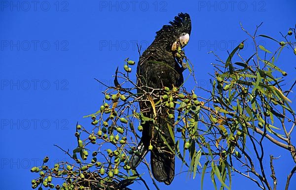 Red-tailed black cockatoo