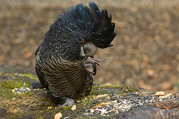 Red-tailed black cockatoo