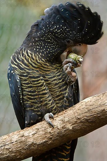 Red-tailed black cockatoo