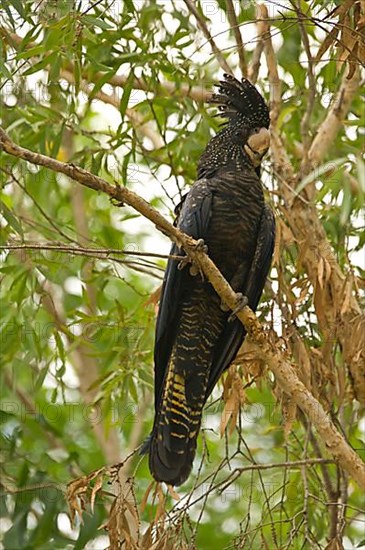 Red-tailed black cockatoo