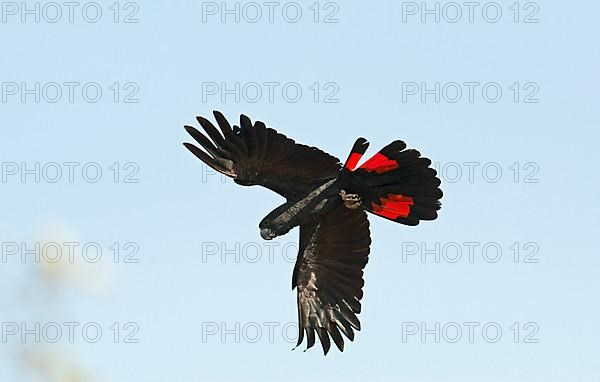 Red-tailed black cockatoo