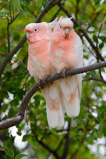 Major Mitchell's major mitchell's cockatoo