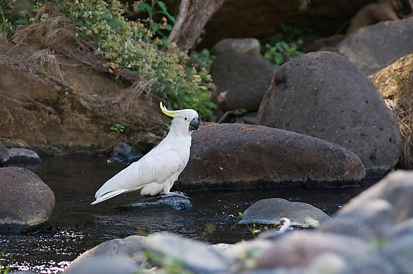 Sulphur-crested cockatoo