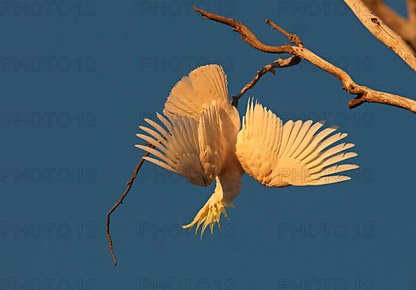 Sulphur-crested cockatoo