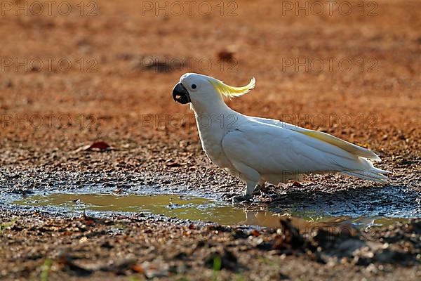 Sulphur-crested cockatoo