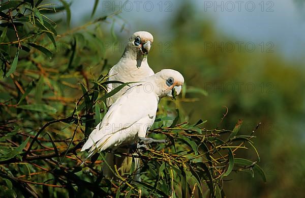 Bare-eyed Cockatoo