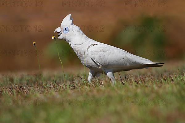 Small little corella