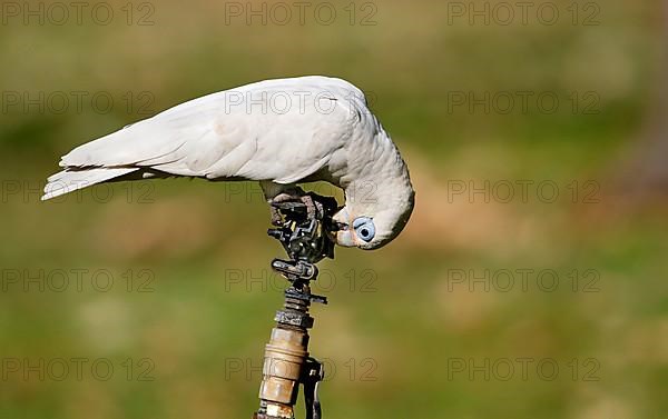 Small little corella