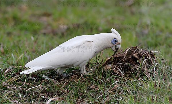 Small little corella