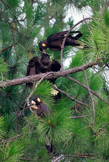 Yellow-tailed black cockatoo