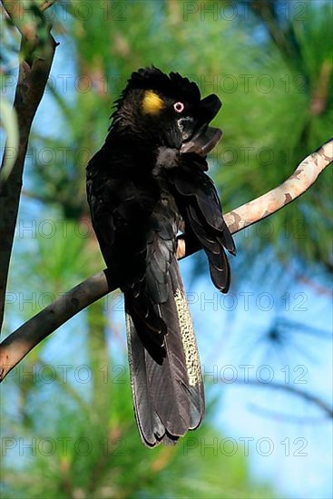 Yellow-tailed black cockatoo