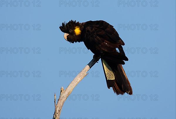 Yellow-tailed black cockatoo