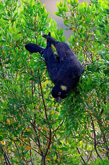 Yellow-tailed black cockatoo