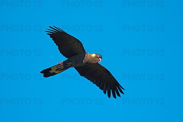 Yellow-tailed Black Cockatoo