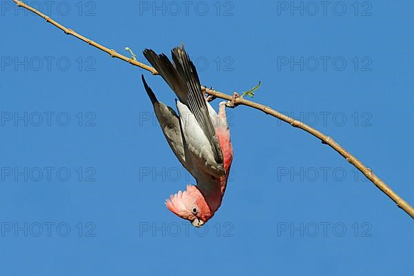 Galah