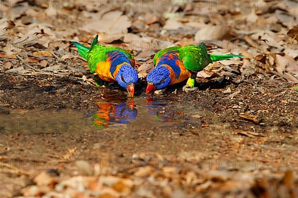 Red-collared lorikeet