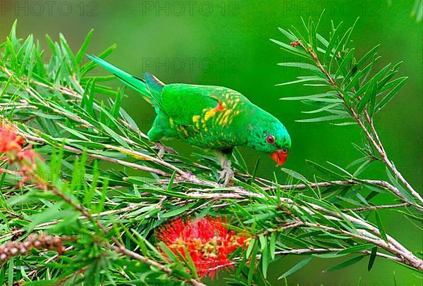 Scaly-breasted Lorikeet