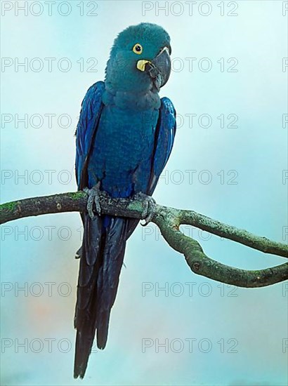 Lear's Macaw