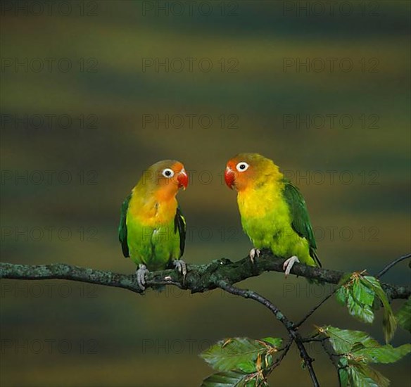 Fisherman's Lovebird