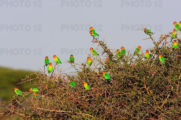 Fisherman's lovebird