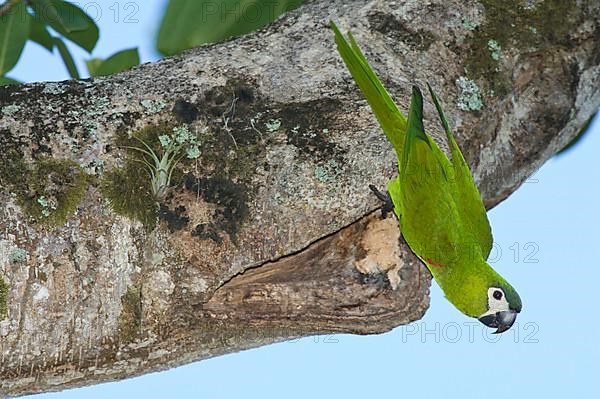 Adult red-shouldered macaw