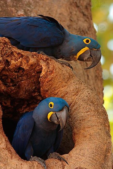 Hyacinth Macaw