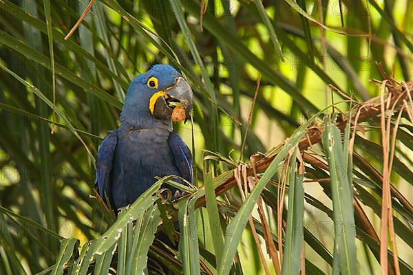 Hyacinth Macaw