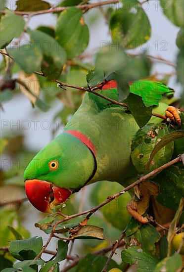 Alexandrine parakeet