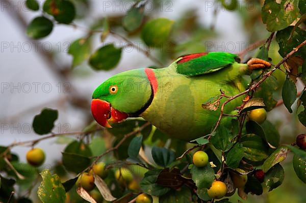 Alexandrine parakeet