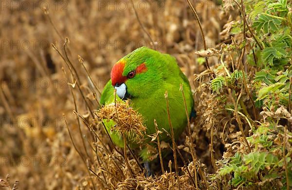 Goat parakeet